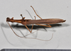 CollectionObject 1562255; ff526b5a-a05b-454f-9b41-73924e8f6da4: copyright NTUC. male, dorsal view (holotype). (CollectionObject).