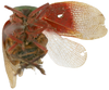 Habitus ventral view on Eurybrachys venustus Stål, 1863: (Observation).