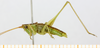 CollectionObject 1952079; 840d8944-6417-43d9-8a6d-6d921dd2c1b1, MLP-OR-3242: male, lateral view (holotype). (CollectionObject).