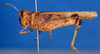 CollectionObject 1506409; 2c6327dd-dfa1-4f0d-8e52-4cdae62a934a: female, lateral view (syntype). (CollectionObject).