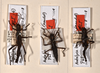 CollectionObject 1559944; 29388811-ae3e-4928-875d-63bb55b7a5ee: copyright OUMNH. synonym Bacteria bogotensis (paralectotypes). (CollectionObject).;CollectionObject 1559945; a00a39a0-cb2f-436a-b56c-b7e98a22e487: copyright OUMNH. synonym Bacteria bogotensis (paralectotypes). (CollectionObject).;CollectionObject 1559946; e50dc672-7404-4b79-96b8-f57871c7a498: copyright OUMNH. synonym Bacteria bogotensis (paralectotypes). (CollectionObject).