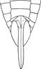 Ovipositor on Aphilaenus ferrugineus (Melichar, 1902): Ovipositor. (Observation).