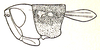 Melliacris sinensis Ramme, 1941: Fig. 41. male head, pronotum (3.3 mm, bright spots mostly absent) and tegmen. (Otu).