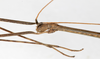 CollectionObject 1561484; 9996d593-163b-4fa3-bf89-4646e1084155: copyright MHNG Geneva. male: head, lateral view (holotype). (CollectionObject).
