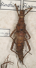 CollectionObject 1557124; bd009287-fdde-49c0-ac43-906b5fea7f5f: copyright St. Petersburg. Obrimus asperrimus female (syntype). (CollectionObject).;CollectionObject 1557125; 58a4cce3-af5c-4c59-bcba-c0a350b1f359: copyright St. Petersburg. Obrimus asperrimus female (syntype). (CollectionObject).