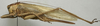 CollectionObject 1535130; 9ee3ed8b-2a5a-487e-8c6d-944c529e648b: female, lateral view (holotype). (CollectionObject).