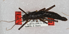 CollectionObject 1564082; 90568aad-6a70-4d59-8add-d05e624ec650: copyright USNM, Washington. female, dorsal view (paratype). (CollectionObject).;CollectionObject 1564083; 10ca4ce0-03f8-4d2b-9e1b-aff94c5edf98: copyright USNM, Washington. female, dorsal view (paratype). (CollectionObject).;CollectionObject 1564084; dcf67d93-c42a-4524-8842-5804c78fbd5d: copyright USNM, Washington. female, dorsal view (paratype). (CollectionObject).