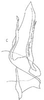 Subgenital plate: Stylus and subgenital plate, dorsally. (Observation).