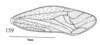 Forewing: !! display not done !! on Tumecauda serraticornis (Funkhouser, 1930): (Observation).