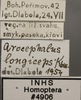 Other on Arocephalus (Arocephalus) longiceps (Kirschbaum, 1868): Labels. (Observation).