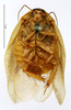 CollectionObject 1573701; MNHN(SF IMPORT DUPLICATE) MNHN-EP-EP1331, a7538986-1187-491c-9e3d-c7b942270c63: CC BY-NC-ND 4.0/MNHN - Depraetere Marion - 2014. Lectotype, male, of colini Rochebrune, 1883. Specimen number: MNHN-EP-EP1331. http://coldb.mnhn.fr/catalognumber/mnhn/ep/ep1331. (CollectionObject).