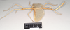 CollectionObject 1558206; NHMUK(SF IMPORT DUPLICATE) 845025, a03bdf24-74f6-4ffb-a933-46b0adfd7c0b: copyright Natural History Museum, London. male, lateral view of synonym Acrophylla salmacis (holotype). (CollectionObject).