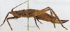 2011. female, lateral view (syntype of Pleminia argentina). Depicts CollectionObject 1514411; MLP3637 [like male], 5e2039d0-d556-484d-8595-170ac1f5b774, a CollectionObject.