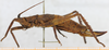 CollectionObject 1514411; MLP3637 [like male], 5e2039d0-d556-484d-8595-170ac1f5b774: 2011. female, lateral view (syntype of Pleminia argentina). (CollectionObject).