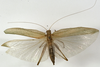 CollectionObject 1529782; e6e9efe8-86bf-4b39-b878-b7bec5229d88: female, dorsal view (holotype). (CollectionObject).