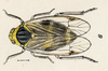 Habitus, dorsal view: Eparmene pulchella Fowler, 1904. (Observation).