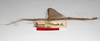 CollectionObject 1558941; a4f8c9ce-3e00-4566-a715-7e9bb44b7f56: copyright MNHU, Berlin. female, lateral view (holotype). (CollectionObject).