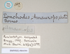 CollectionObject 1559395; NHMUK(SF IMPORT DUPLICATE) 844594, ce86b38c-01a5-4feb-a9bf-b43481fb8669: copyright Natural History Museum, London. Lonchodes amaurops female nymph, data labels (paralectotype). (CollectionObject).