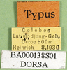 CollectionObject 1501629; 0c8536c5-8239-4f49-a670-e0b18b7b8731, DORSA BA000138S01: labels (holotype). (CollectionObject).