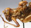 CollectionObject 1520629; 1c2988d0-de89-4829-9699-883c7f7be7aa: male pronotum, lateral view (paratype of Poecilimon caspicus). (CollectionObject).