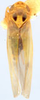 Habitus, dorsal view on Arboridia (Arborifera) Sohi & Sandhu, 1971: Habitus (paratype of A. vinealis Ahmed, USNM collection). (Observation).
