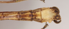 CollectionObject 1561297; NHMUK(SF IMPORT DUPLICATE) 845153, 81e23959-9432-44f3-afcb-9c3e60d89bde: copyright Natural History Museum, London. male: end of abdomen, ventral view (holotype). (CollectionObject).