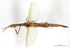 CollectionObject 1557511; 31febec1-04d1-467a-bd5c-8e2d24e9bdba: copyright MNHN, Paris. female (holotype). (CollectionObject).