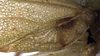CollectionObject 1532216; d379f50e-c807-42ad-8cce-e93b3825b0ad: male, stridulatory area (syntype). (CollectionObject).