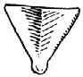 Cocconotus (Cocconotus) atratus Beier, 1960: Fig. 84. female supraanal plate. (Otu).