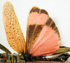 CollectionObject 1498687; c202ac7a-8dc0-4c6c-b507-2cd764400c0b: male, wings. (CollectionObject).
