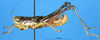 CollectionObject 1537533; f0fd5496-6480-49a9-9e6e-f593154d0926: male, lateral view (syntype). (CollectionObject).
