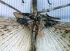 CollectionObject 1557411; c0d63876-9a4c-419f-9c67-7b3c10af5b50: copyright MNHN, Paris. male: wings of synonym Palophus brongniarti (holotype). (CollectionObject).