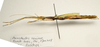 CollectionObject 1595831; d1736daa-7969-4733-b2a0-3ce8c3694810: copyright LKCNH Singapore. female, lateral view (paratype). (CollectionObject).;CollectionObject 1595832; 65cc8a4f-884c-42f9-9849-b16618b6650a: copyright LKCNH Singapore. female, lateral view (paratype). (CollectionObject).
