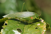 Catoptropteryx aurita Huxley, 1970: male, Tanzania. (Otu).