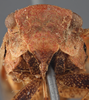 Head: !! display not done !! on Cyrpoptus suavis Stål, 1862: (Observation).
