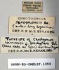 CollectionObject 1572717; 0f946690-2373-4211-9187-de308ace063a: labels (syntype of Chrotogonus lameerei). (CollectionObject).