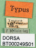 CollectionObject 1500484; 71e49cff-e0e1-4924-b4d4-d34cab5cc003, DORSA BT000249S01: labels (holotype). (CollectionObject).