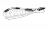 Dichroplus fuscus (Thunberg, 1815): Fig. 1B. hind femur, internal face. (Otu).