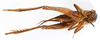 CollectionObject 1587000; 4b408b4e-bd72-4931-b80e-e276417f4fb9: male, ventral view (syntype). (CollectionObject).
