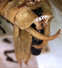 CollectionObject 1517264; 4dc3dae4-02b3-487b-9dac-eda38d349d63: male cerci (holotype). (CollectionObject).