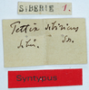 CollectionObject 1506104; 44c6b8e5-291f-4e15-a731-a97e51b47c6c: syntype (labels). (CollectionObject).