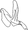 Aedeagus, lateral view: Aedeagus (E. tripunctatus Mahm.), lateral view. (Observation).