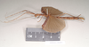 CollectionObject 1562008; 97692831-18a5-4ddc-b2db-6d36049eae30: copyright Natural History Museum, London. female, lateral view of Necroscia erechtheus (syntype). (CollectionObject).;CollectionObject 1562009; 53412c23-1e79-4263-a0de-477be4c94e88: copyright Natural History Museum, London. female, lateral view of Necroscia erechtheus (syntype). (CollectionObject).