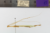 CollectionObject 1557844; 139679a7-b8dd-44d1-9f19-52a363483eda: copyright ESALQ. male, lateral view (holotype). (CollectionObject).