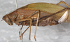 CollectionObject 1532126; NMW 8875, a7683a40-a9be-4d5c-ba06-c50cf6c7ee92: female, lateral view (syntype). (CollectionObject).