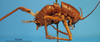 CollectionObject 1575884; ce38100d-0630-4fae-b0d7-b7cdccc5bd7c: male, lateral view. (CollectionObject).