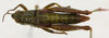 CollectionObject 1514635; a325caf1-fb81-4d0f-a695-34c1ed2a92d8: female, dorsal view (paratype). (CollectionObject).