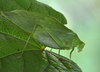 male, lateral view. Depicts Microcentrum retinerve (Burmeister, 1838), an Otu.