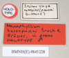 CollectionObject 1563454; 0830d837-4039-465a-a532-c44ed5893def, NHMUK(SF IMPORT DUPLICATE) 845228: copyright Natural History Museum, London. male, data labels (holotype). (CollectionObject).