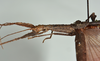 CollectionObject 1561270; USNM(SF IMPORT DUPLICATE) 7350, 80ce10ec-7dc9-4d1b-a654-36c3a552b2ad: copyright USNM, Washington. (CollectionObject).